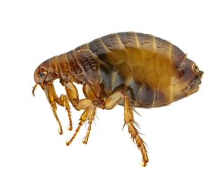 Human Flea (Pulex irritans)